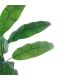 Planta Bananero 180 cm