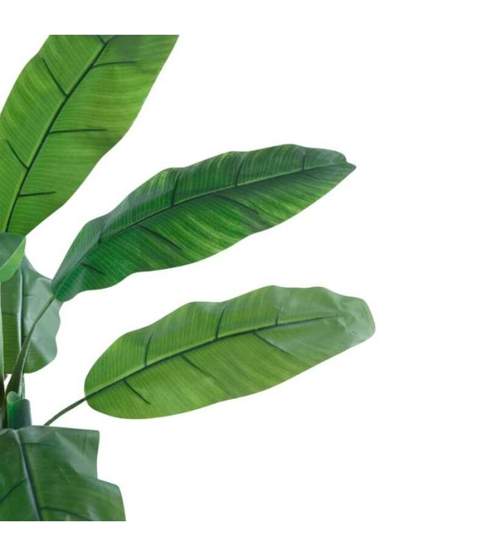 Planta Bananero 180 cm