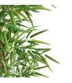 Planta Bambú 180 cm |SAYEZ|